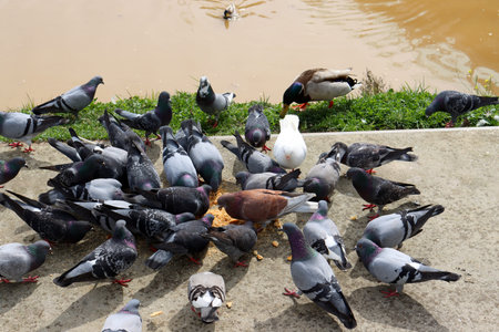 A flock of pigeons attacked the food. Pigeons greedily eat bread crumbs.の写真素材