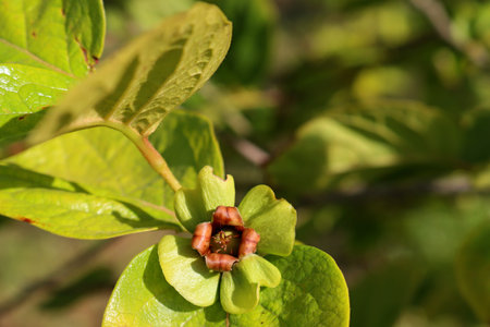 Persimmon ovary on a blurred green background. Fruiting of young trees.