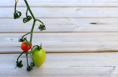 Red cherry tomatoes and green plum-shaped tomatoes on a branch. Ripe and unripe tomatoes on the same branch.の写真素材