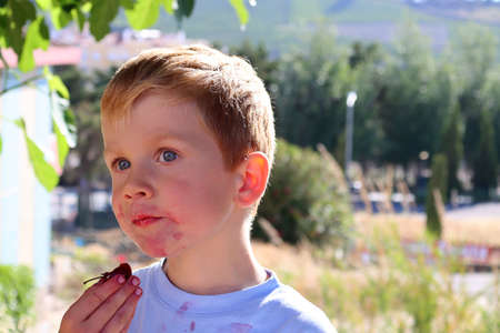 A blond boy eats cherries and looks dreamily into the distance. A five-year-old boy with a dirty face and hands.の写真素材