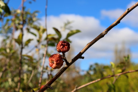 Wrinkled little apples on a tree branchの写真素材