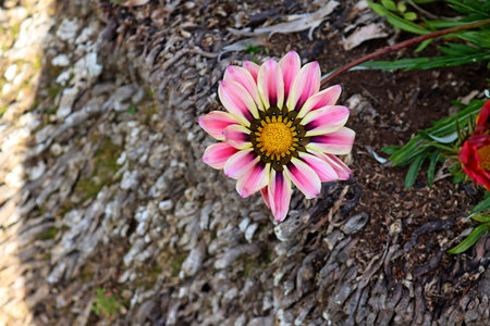 Flower of Gazania rigens close up.の写真素材