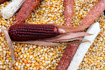 red corn against a background of yellow corn kernels and cobs.の写真素材
