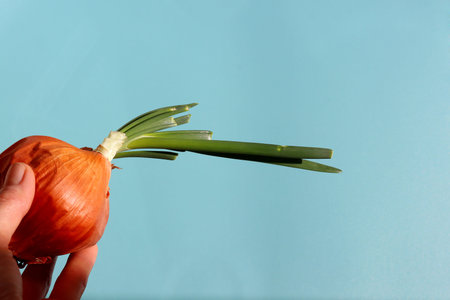 Onion bulb with green sprouts in a woman's hand on a blue background.の写真素材