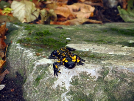 The fire salamander Salamandra Salamandra on a stone, Slovakiaの写真素材