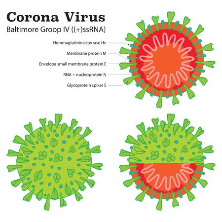 Diagram of Coronavirus 2019-nC0V particle structure. Pandemic COVID-19 outbreak microbe. The virus attacks the respiratory tract, infections medical health risk. Flat simple cartoon styleのイラスト素材