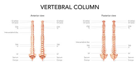 Human vertebral column in front, back with main parts labeled, with and without Intervertebral disc. Vector flat realistic concept illustration in natural colours, spine isolated on white background.のイラスト素材