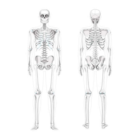 Set of Skeleton Humans realistic diagram front back view. Flat greyscale colour Vector illustration of Anterior posterior side anatomy isolated concept medical banner, skull spine ribs pelvis jointsのイラスト素材