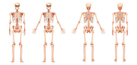 Skeleton Human diagram front back anterior posterior view with two arm poses. Set of realistic flat natural colour concept Vector illustration didactic board of anatomy isolated on white backgroundのイラスト素材