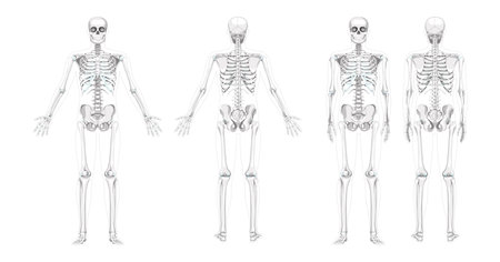 Set of Skeleton Humans realistic diagram front back view different hands position. Flat grey scale colour Vector illustration anatomy isolated on white background concept medical infographic bannerのイラスト素材