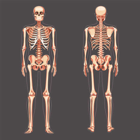 Skeleton Human diagram front back view. Set of flat natural colour concept Vector illustration didactic board of anatomy isolated on dark background medical infographic banner, human skull spine ribsのイラスト素材