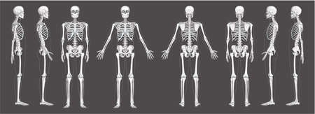 Skeleton Human front back side view with two arm poses ventral, lateral, and dorsal views. Set of greyscale flat realistic concept Vector illustration of anatomy isolated on white backgroundの写真素材