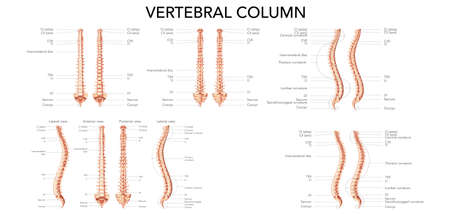 Human vertebral column front back side view with main parts labeled. Vector flat realistic concept with name and description of all sites - Dorsal, lateral ventral illustration spine isolated on whiteのイラスト素材