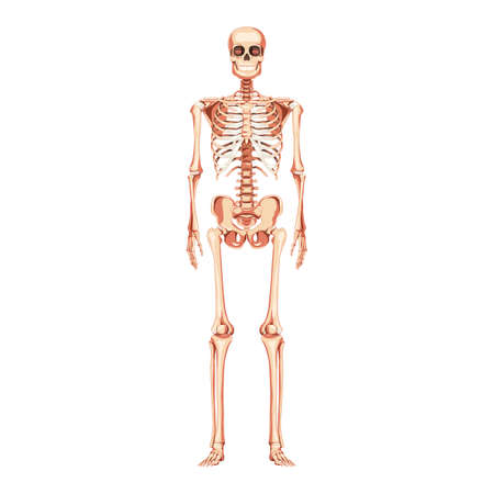 Skeleton Human front anterior view stands straight. Realistic Anatomical flat natural color concept medically accurate illustration Vector illustration board of anatomy isolated on white backgroundのイラスト素材