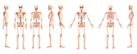 Skeleton Human front back side view with two arm poses ventral, lateral, and dorsal views. Set of realistic flat natural color concept Vector illustration of anatomy isolated on white backgroundの写真素材