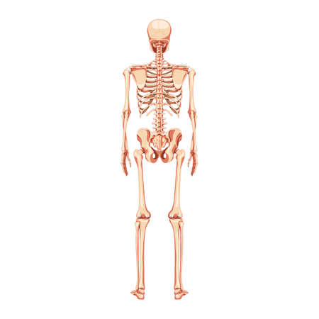 Skeleton Human back posterior view. Realistic flat natural color concept Anatomical physiology Vector illustration of anatomy isolated on white background for medical atlas or educational textbook.のイラスト素材