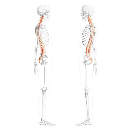 Human vertebral column side view with partly transparent skeleton position, spinal cord, thoracic lumbar spine, sacrum and coccyx. Vector flat natural colors, realistic isolated illustration anatomyのイラスト素材