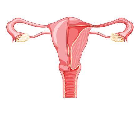Female reproductive system Frontal view in a cut. Human anatomy internal organs location scheme uterus, vagina cervix, ovary icon. Vector medical illustration flat pink red color concept isolatedのイラスト素材