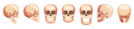 Set of Skulls Skeleton Human heads front, back, side views. Human jaws model with an open and closed mouth. Realistic flat natural color 3D concept. Vector illustration of anatomy isolated on whiteのイラスト素材