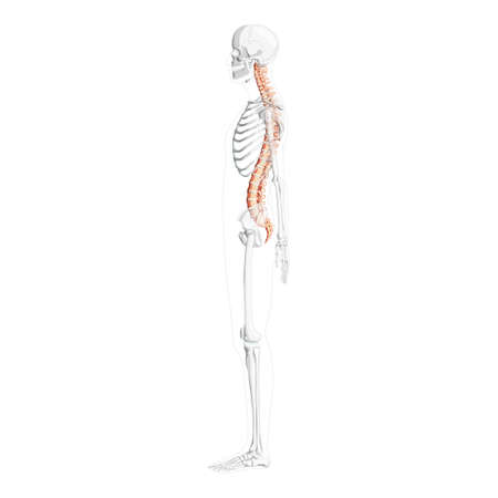 Human vertebral column lateral side view with partly transparent skeleton position, spinal cord, thoracic lumbar spine, coccyx. Vector flat natural colors, realistic isolated illustration anatomyのイラスト素材