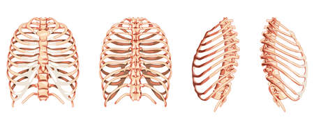 Set of Rib cages Skeleton Human front back side ventral, lateral, and dorsal view. Set of Anatomically correct realistic flat natural color concept Vector illustration of isolated on white backgroundのイラスト素材