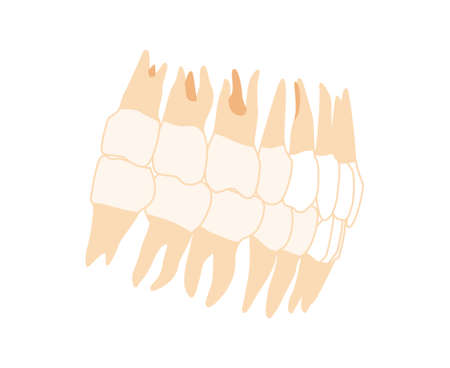 Human Teeth Denture Set Closeup Human side lateral view. Human jaws model with teeth row. Set of chump realistic flat natural color concept Vector illustration of anatomy isolated on white backgroundのイラスト素材