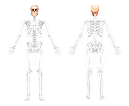 Set of Human head Skull Skeleton front back view with open hands partly transparent. Human jaws model with Anatomically correct realistic flat natural color concept Vector illustration isolatedのイラスト素材