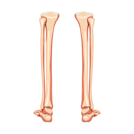 Leg tibia, fibula, Foot, ankle Skeleton Human back Posterior dorsal view. Set of Anatomically correct realistic flat natural color concept Vector illustration isolated on white backgroundのイラスト素材