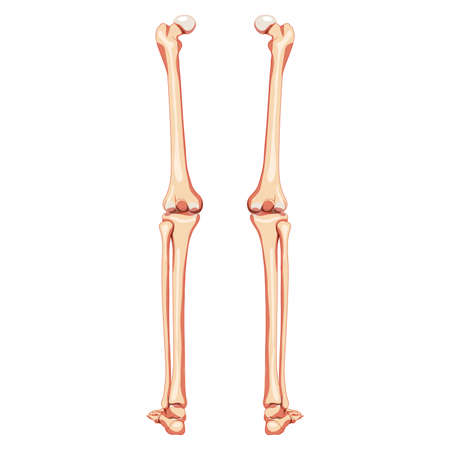 Thighs and legs lower limb Skeleton Human back view. Set of Anatomically correct femur, patella, fibula realistic flat natural color concept Vector illustration of anatomy isolated on white backgroundのイラスト素材