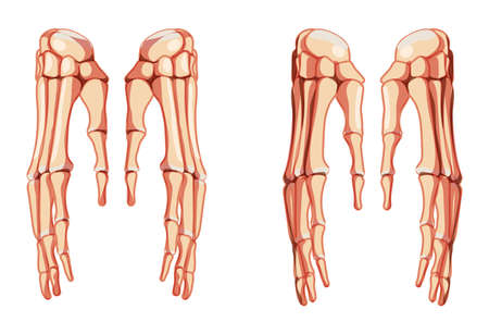 Hands Skeleton Human front Anterior ventral view. Set of carpals, wrist, metacarpals, phalanges. Anatomically correct 3D realistic flat natural color Vector illustration isolated on white backgroundのイラスト素材