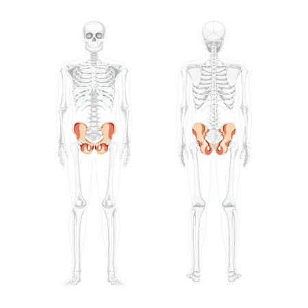Skeleton Pelvis hip bone Human front back view with partly transparent bones position. Set of 3D realistic flat natural color concept Vector illustration of anatomy isolated on white backgroundのイラスト素材