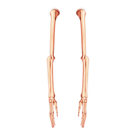 Arms Skeleton Human side view. Set of 3D hands, forearms, humerus, ulna, radius, phalanges Anatomically correct realistic flat natural color concept Vector illustration isolated on white backgroundのイラスト素材