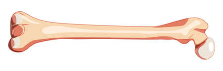 Femur thigh bone Skeleton Human back Posterior dorsal view. Anatomically correct realistic flat natural color concept Vector illustration of anatomy isolated on white backgroundのイラスト素材