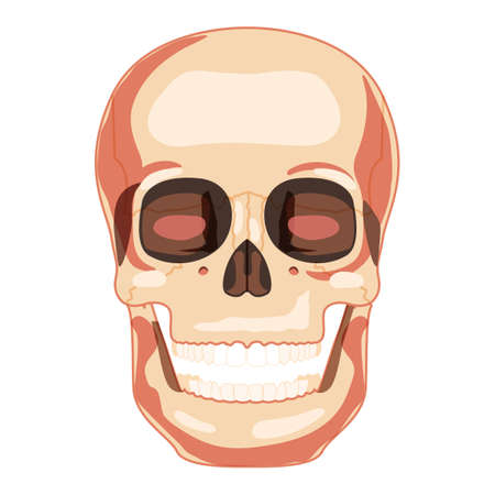 Skull Smiley Skeleton Human head front view. Human face model with open mouth. Set of chump realistic flat natural color concept. Vector illustration of anatomy isolated on white backgroundのイラスト素材