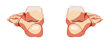 Foot and ankle Bones Human Skeleton back Posterior dorsal view. Set of Anatomically correct joints, toe phalanges, cuboid, metatarsal, navicular, cuneiform realistic flat concept Vector illustrationのイラスト素材