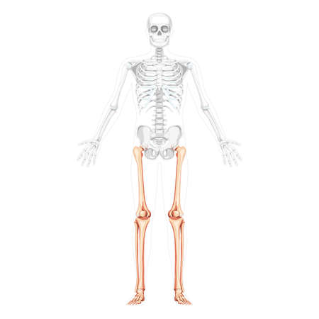 Skeleton Thighs and legs lower limb Human front view with partly transparent bones position. Anatomically correct fibula, tibia, foot realistic flat concept Vector illustration of anatomy isolatedのイラスト素材