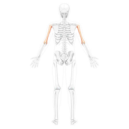 Skeleton Humerus arm Human back view with two arm poses with partly transparent bones position. Set of realistic flat natural color concept Vector illustration of anatomy isolated on white backgroundのイラスト素材