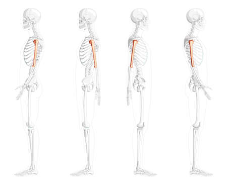 Skeleton Humerus arm Human side view with partly transparent bones position. Set of 3D Anatomically correct realistic flat natural color concept Vector illustration isolated on white backgroundのイラスト素材