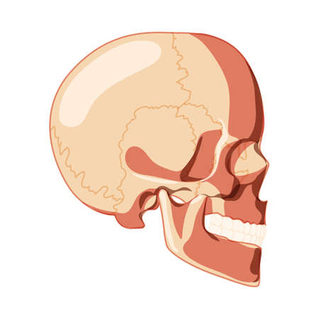 Skull Skeleton Human head side lateral view with teeth row. Human head model. Set of chump realistic 3D flat natural color concept. Vector illustration of anatomy isolated on white backgroundのイラスト素材