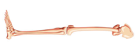 Skeleton lower limbs Human Pelvis with leg, Thighs Feet, ankles side lateral view. Anatomically correct 3D realistic flat natural color concept Vector illustration of isolated on white backgroundのイラスト素材