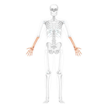 Skeleton Forearms Human hand front Anterior ventral view with two arm poses with partly transparent bones position. Anatomically correct realistic flat Vector illustration isolated on white backgroundのイラスト素材
