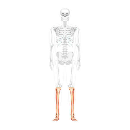 Skeleton leg tibia, fibula, Foot, ankle Human front Anterior view with partly transparent bones position. Anatomically correct realistic flat concept Vector illustration isolated on white backgroundのイラスト素材