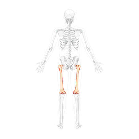 Skeleton femur thigh bone Human back view with two arm poses with partly transparent bones position. Realistic flat natural color concept Vector illustration of anatomy isolated on white backgroundのイラスト素材