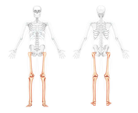 Skeleton Thighs and legs lower limb Human front back view with two arm poses with partly transparent bones. Fibula, tibia, foot realistic flat Vector illustration anatomy isolated on white backgroundのイラスト素材