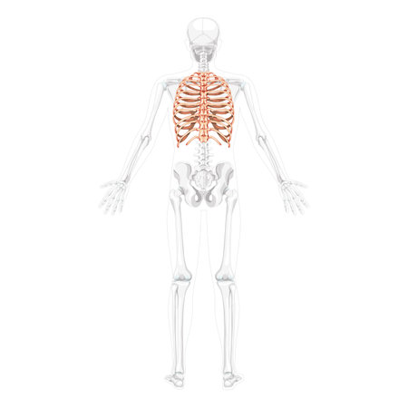 Rib cage Skeleton Human back Posterior dorsal view with partly transparent bone position. Set of realistic 3D flat natural color concept Vector illustration of anatomy isolated on white backgroundのイラスト素材