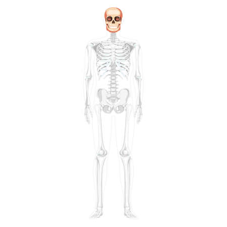Human head Skull Skeleton front view with side hands partly transparent body position. Anatomically correct. Chump realistic flat natural color concept Vector illustration isolated on white backgroundのイラスト素材