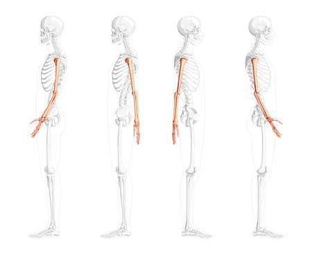 Skeleton Arms Human lateral side view with partly transparent bones position. Anatomically correct hands, forearms realistic flat natural color concept Vector illustration isolated on white backgroundのイラスト素材