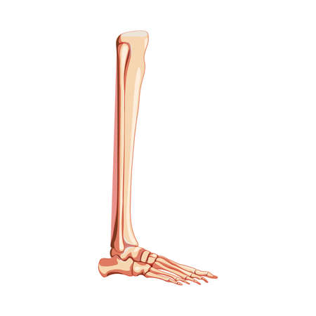 Leg tibia, fibula, Foot, ankle Skeleton Human side lateral view. Set of realistic Anatomically correct 3D flat natural color concept Vector illustration of isolated on white backgroundのイラスト素材