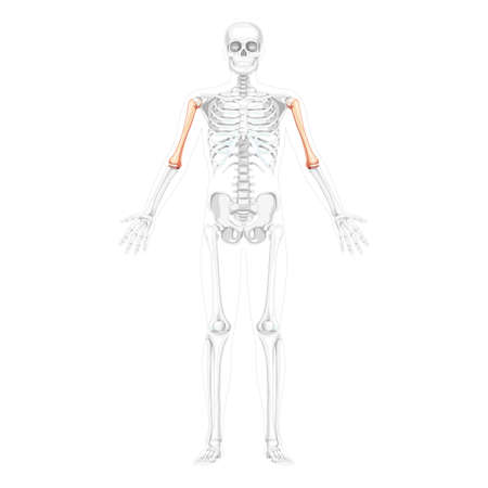 Skeleton Humerus arm Human front view with two arm poses with partly transparent bones position. Set of realistic flat natural color concept Vector illustration of anatomy isolated on white backgroundのイラスト素材