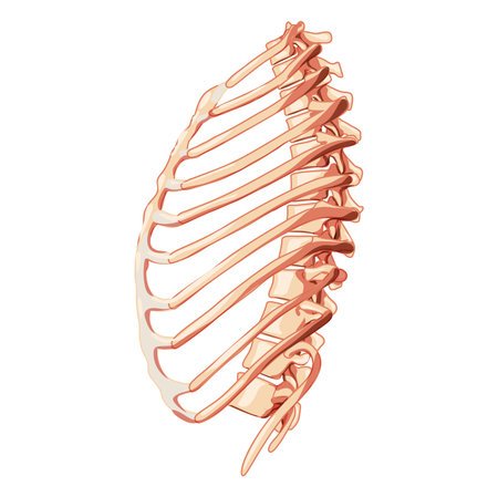 Rib cage Skeleton Human bones system side view. Realistic Chest anatomically correct ribcage 3D flat natural color concept. Vector illustration of medical anatomy isolated on white backgroundのイラスト素材